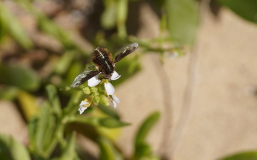 Bombylius aaroni