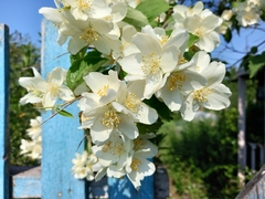 Philadelphus coronarius