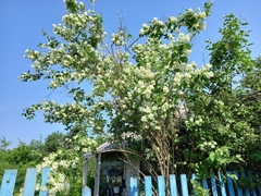 Philadelphus coronarius