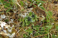 Gentiana glauca