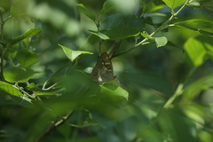 Apatura ilia