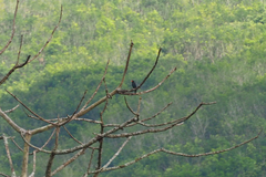 Eurystomus orientalis