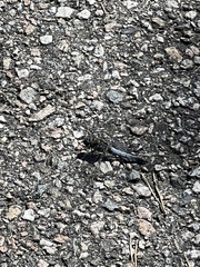 Orthetrum cancellatum