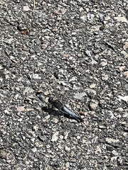 Orthetrum cancellatum