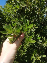 Diospyros lycioides