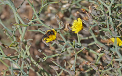 Osmia latreillei
