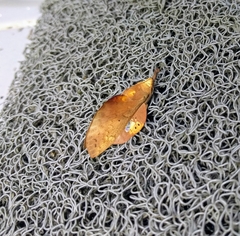 Gastropacha leopoldi