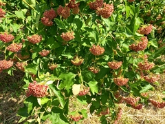 Physocarpus opulifolius