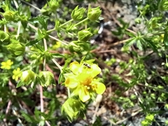 Potentilla argentea