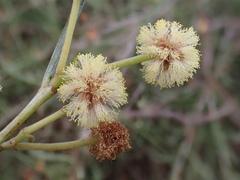 Acacia stenophylla
