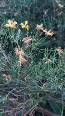 Genista radiata