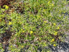 Potentilla argentea