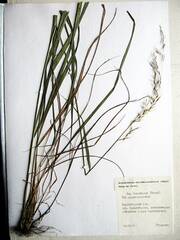 Achnatherum pekinense