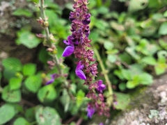 Coleus monostachyus