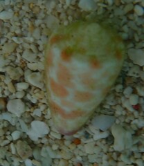 Conus tessulatus