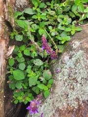 Coleus monostachyus