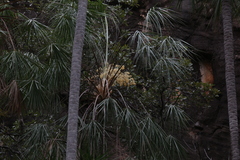 Livistona inermis