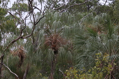 Livistona inermis
