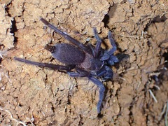Orphnaecus