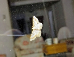 Calletaera subexpressa