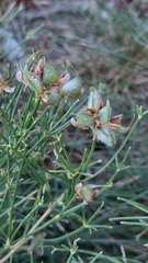 Genista radiata