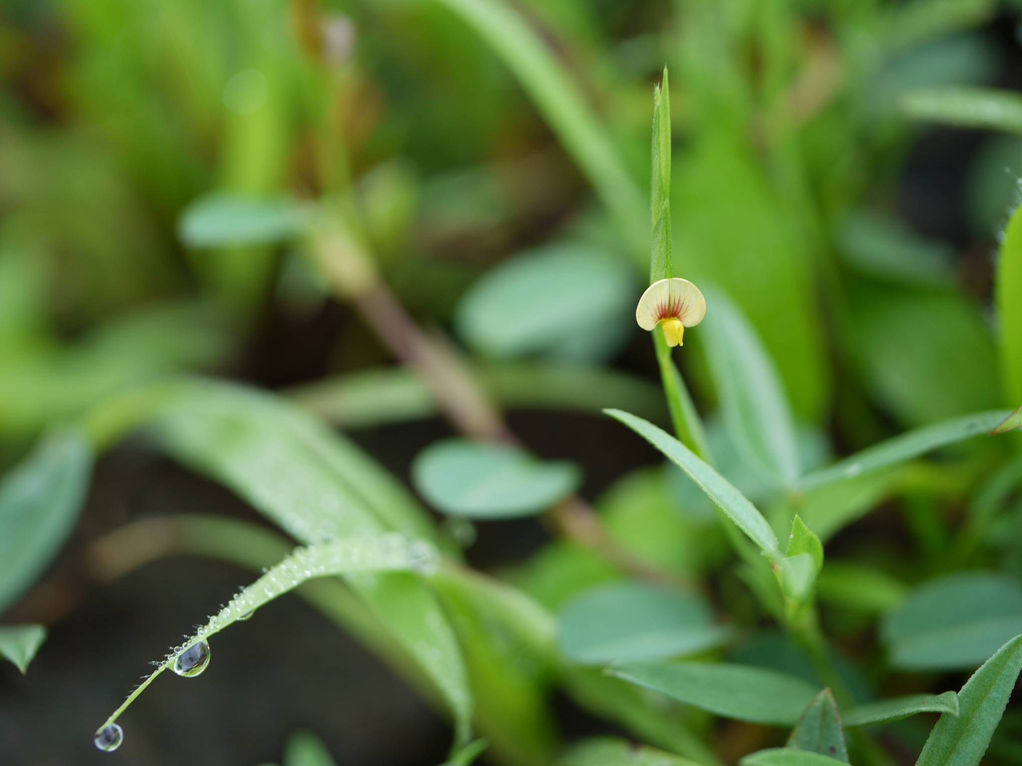 Zornia gibbosa Span.