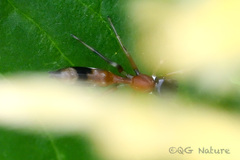 Myrmarachne elongata