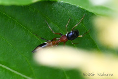 Myrmarachne elongata
