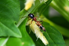 Myrmarachne elongata