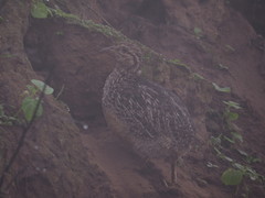 Nothoprocta pentlandii