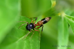 Myrmarachne elongata