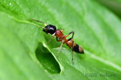 Myrmarachne elongata