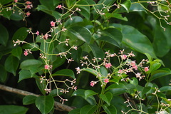 Urceola rosea