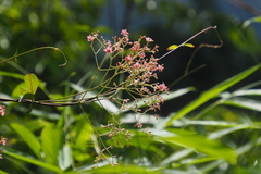 Urceola rosea