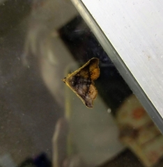 Pangrapta pannosoides