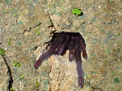 Orphnaecus