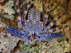 Charontidae