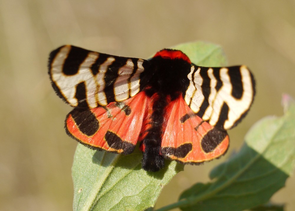 Arctia festiva