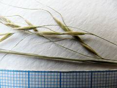 Achnatherum pekinense