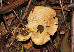 Multifurca stenophylla