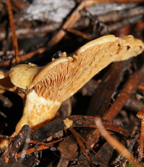 Multifurca stenophylla
