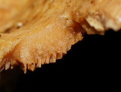 Multifurca stenophylla