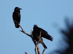 Corvus coronoides perplexus