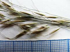 Achnatherum pekinense