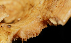 Multifurca stenophylla