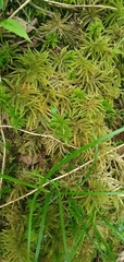 Thamnobryum