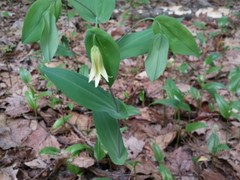 Uvularia perfoliata