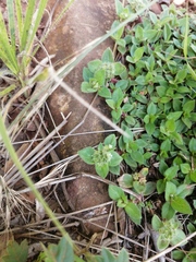 Richardia brasiliensis