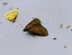 Lophoptera univalva