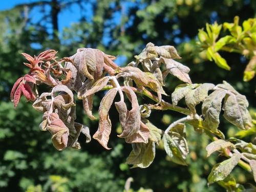 Rose Powdery Mildew